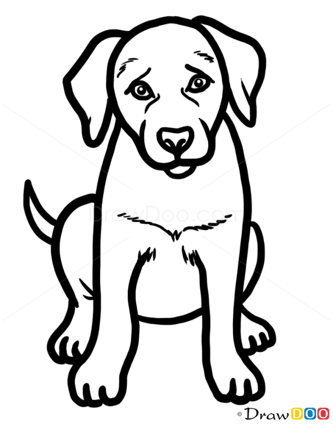 The Easy Way To Draw A Labrador Puppy Puppy Drawing E vrogue.co