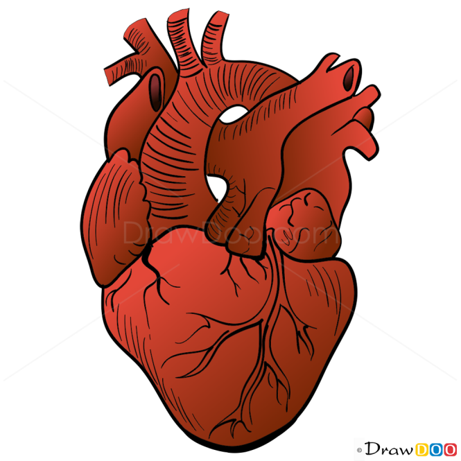 human heart pictures to draw