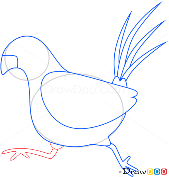 How to Draw Pheasant, Birds