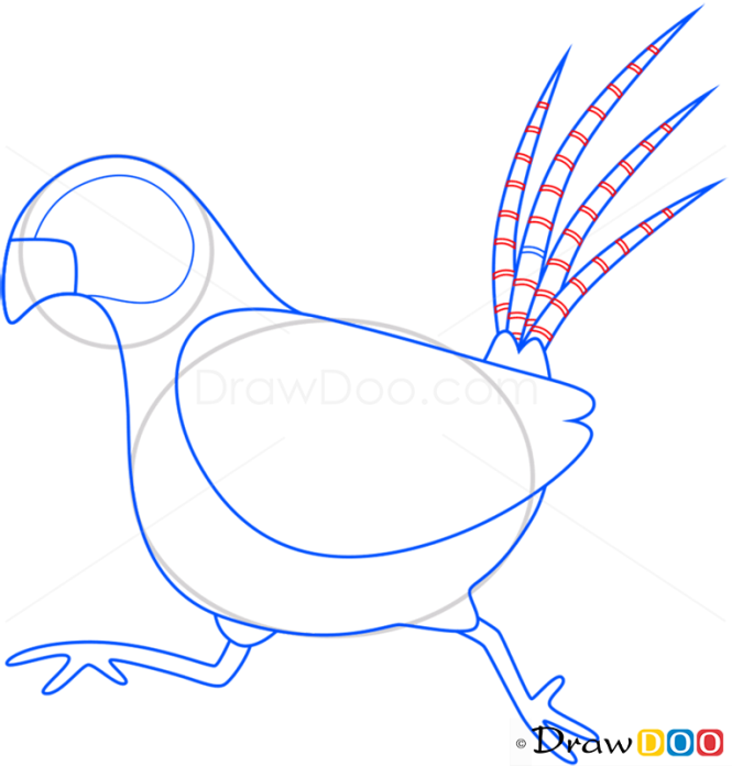 How to Draw Pheasant, Birds