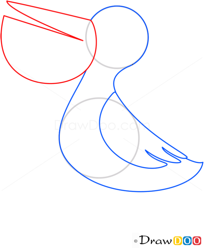 How to Draw Pelican, Birds