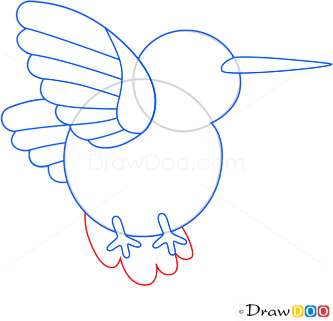 How to Draw Colibri, Birds
