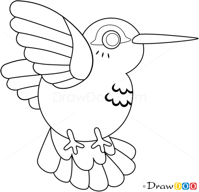 How to Draw Colibri, Birds