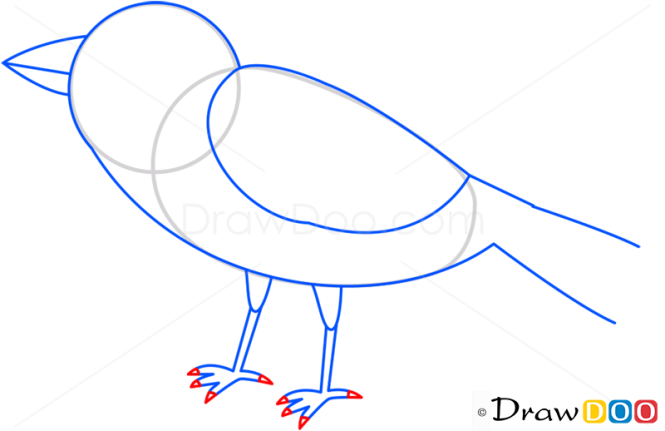 How to Draw Sparrow, Birds