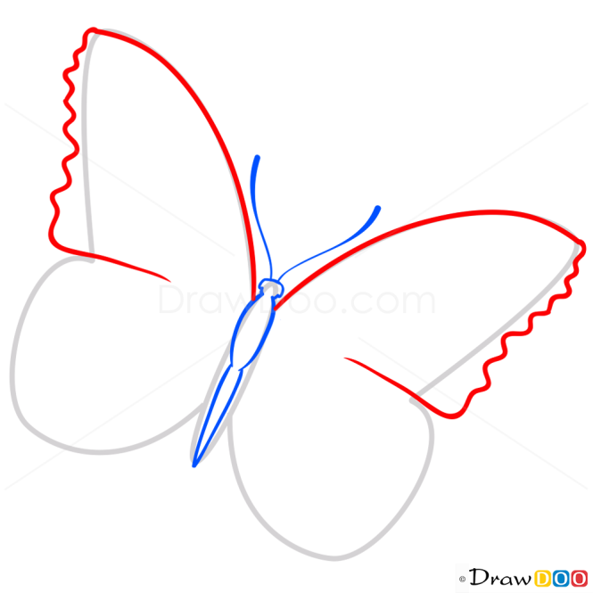 How to Draw Lilac Buttefly, Butterflies