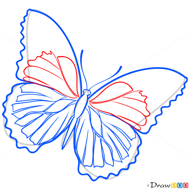 How to Draw Lilac Buttefly, Butterflies