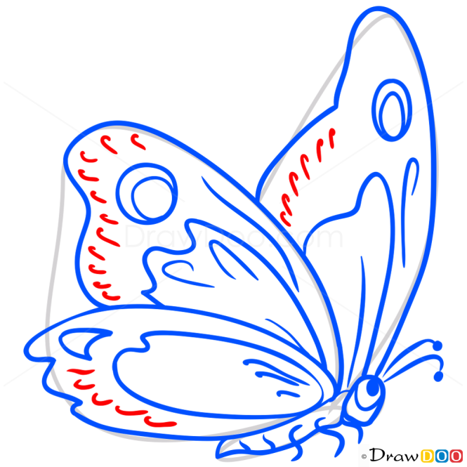 How to Draw Pied Butterfly, Butterflies