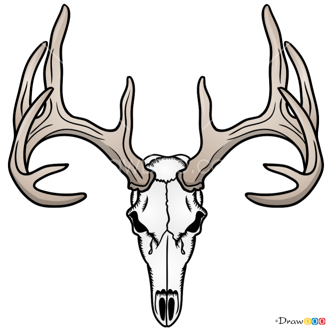 How to Draw Deer Skull, Deer