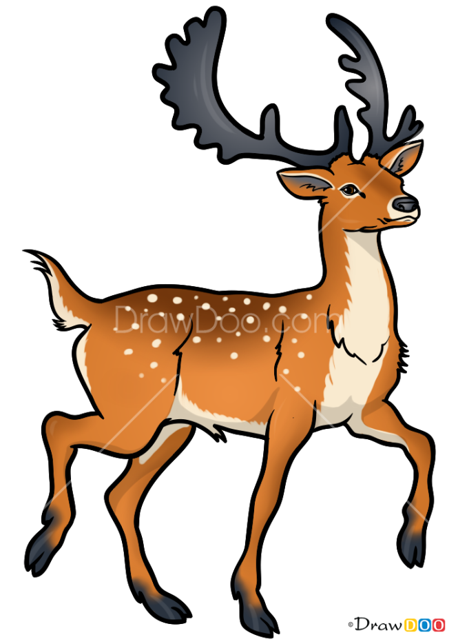 How to Draw Deer, Deer