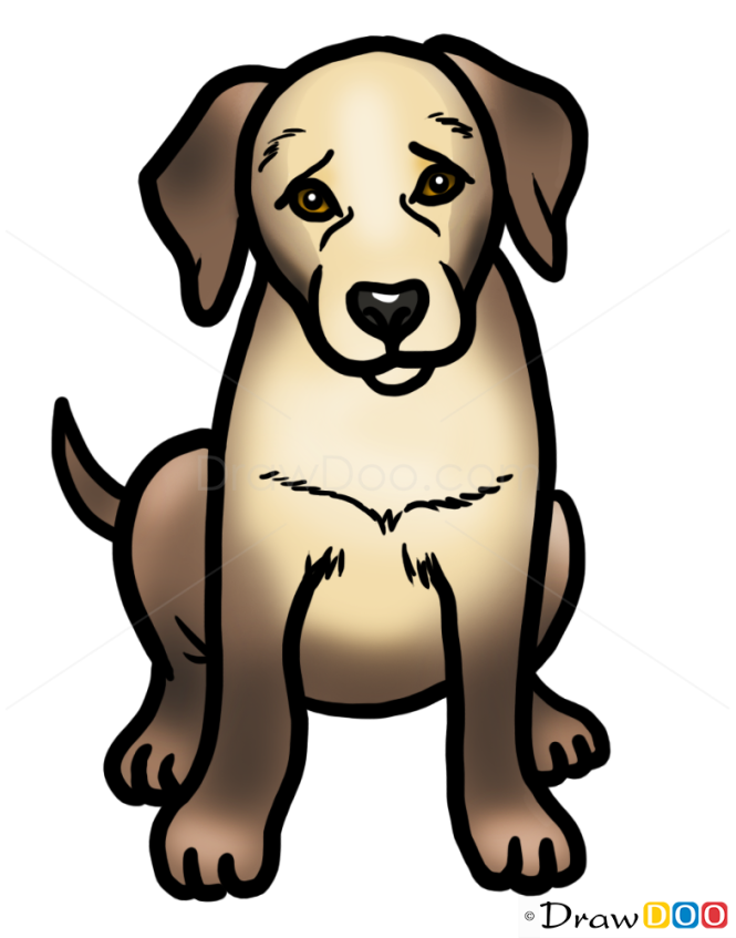 How to Draw Puppy, Labrador Retriever, Dogs and Puppies
