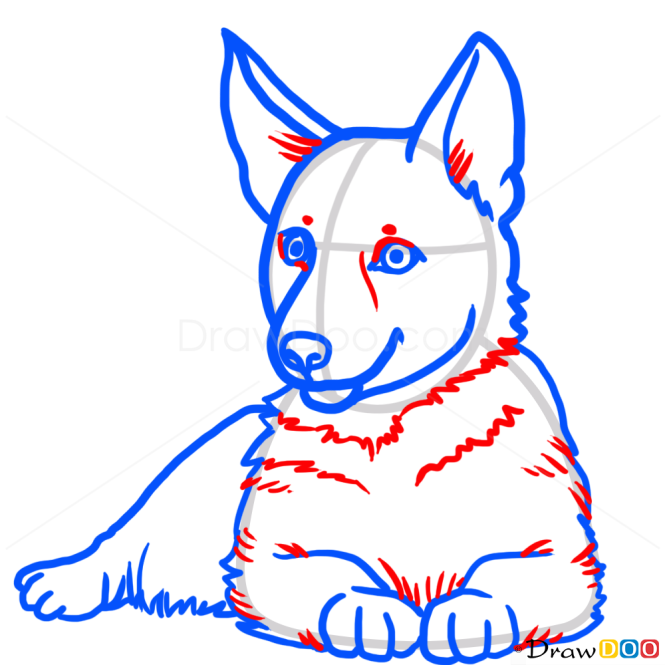 How to Draw Puppy, German Shepherd, Dogs and Puppies