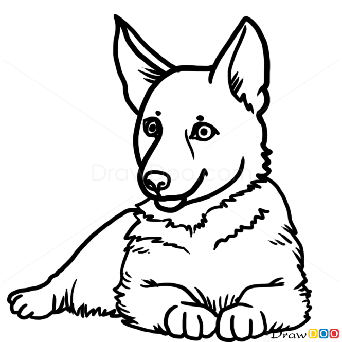 How to Draw Puppy, German Shepherd, Dogs and Puppies