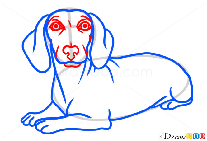 How to Draw Dachshund, Dogs and Puppies