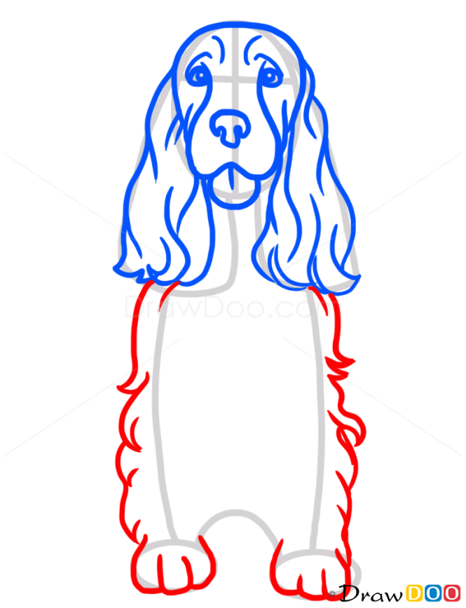 How to Draw Cocker Spaniel, Dogs and Puppies