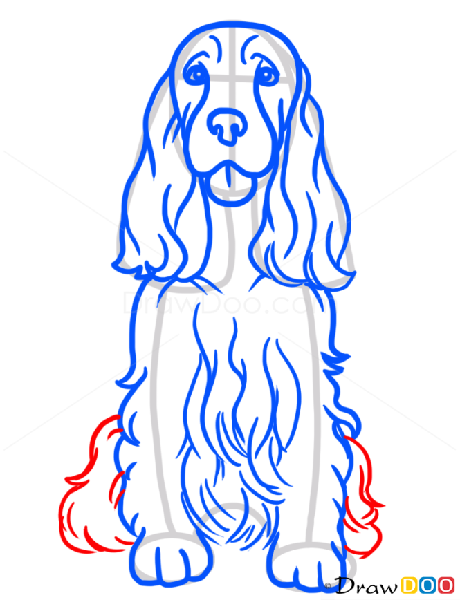 How to Draw Cocker Spaniel, Dogs and Puppies