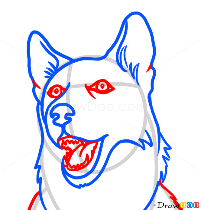 How to Draw Husky face, Dogs and Puppies