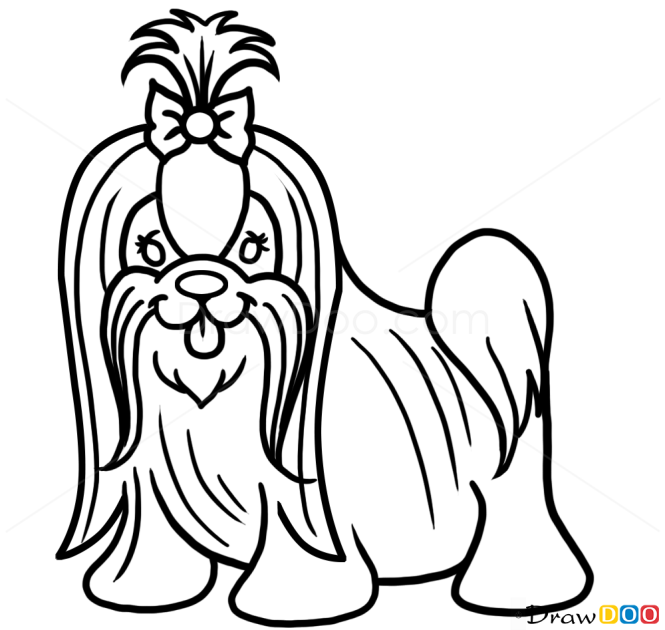 How to Draw Shih Tzu Dog, Dogs and Puppies