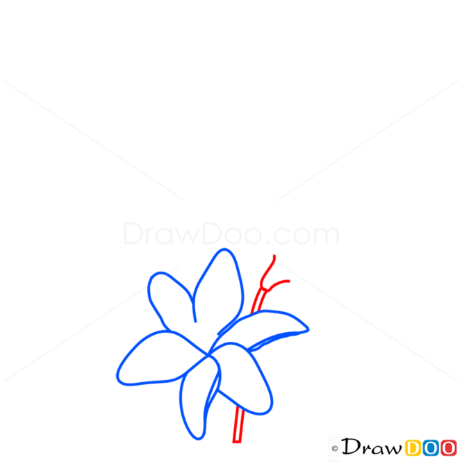 How to Draw Lily, Flowers