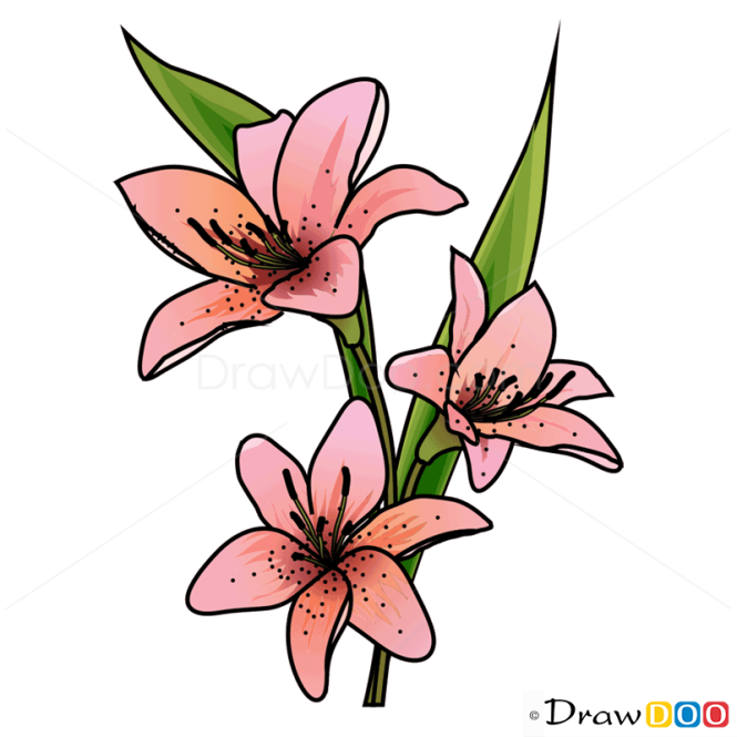 How to Draw Lily, Flowers