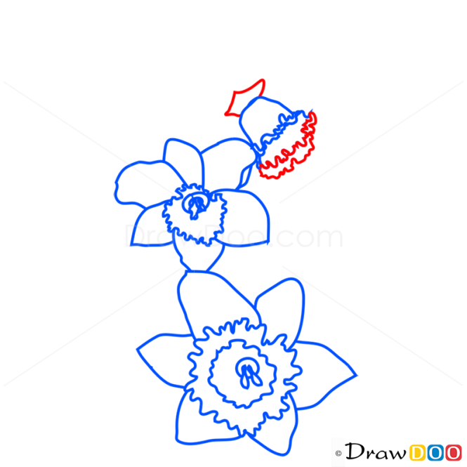 How to Draw Narcissus, Flowers