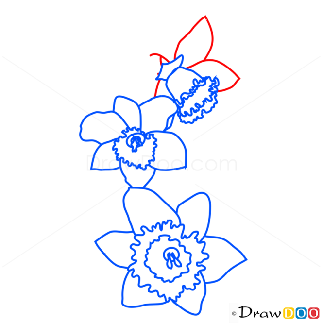 How to Draw Narcissus, Flowers