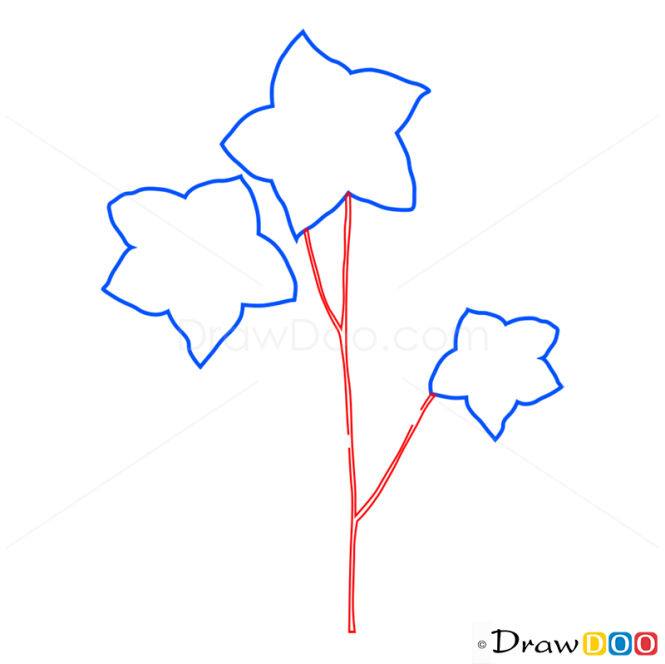 How to Draw Bellflower, Flowers