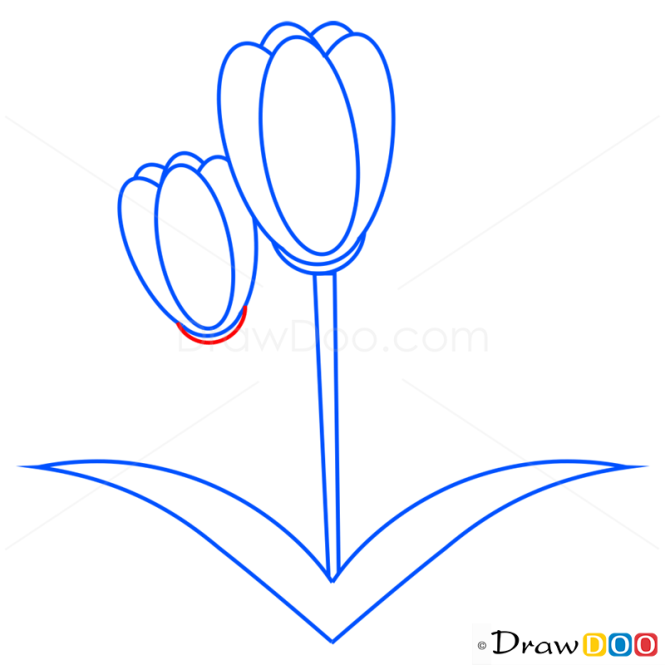 How to Draw Tulip, Flowers
