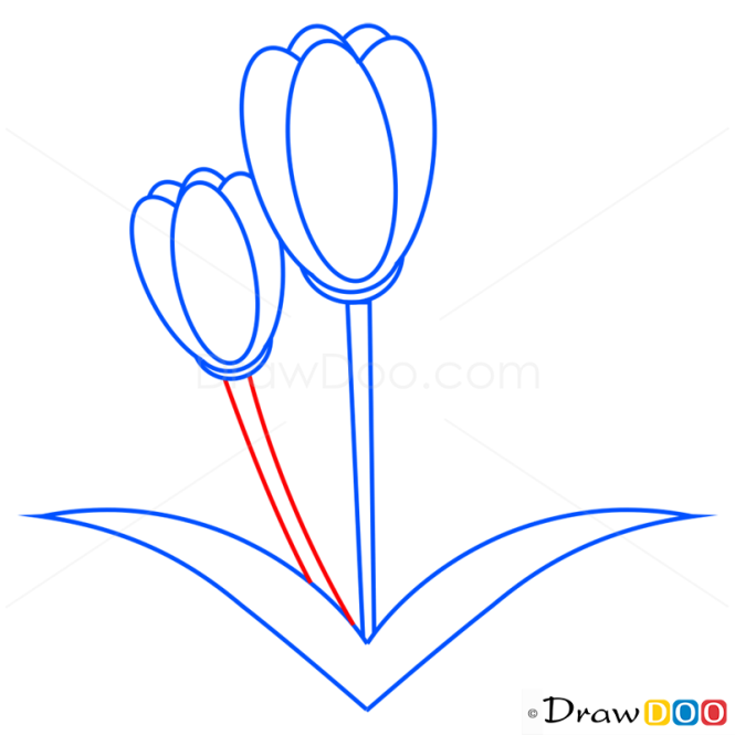How to Draw Tulip, Flowers