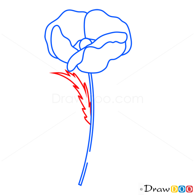 How to Draw Poppy, Flowers