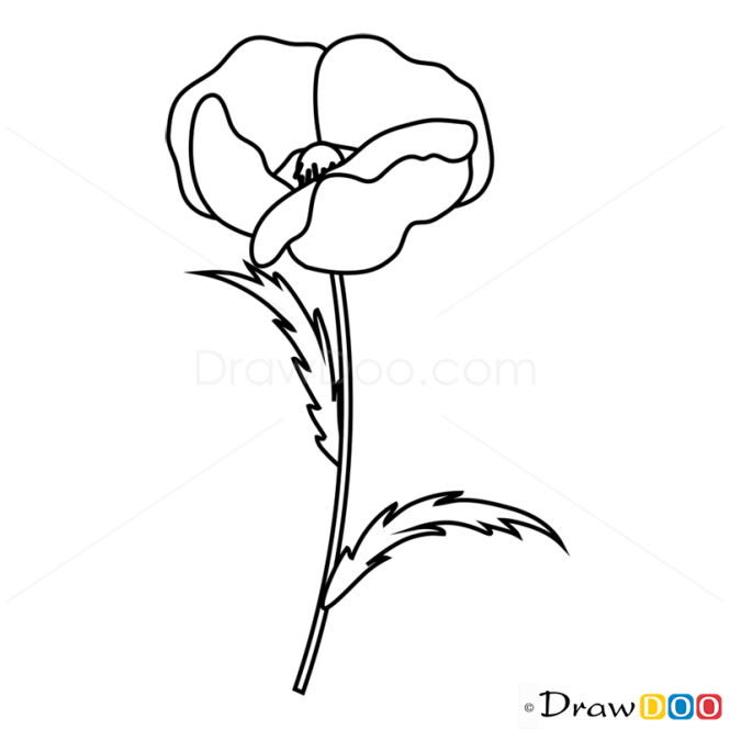 How to Draw Poppy, Flowers