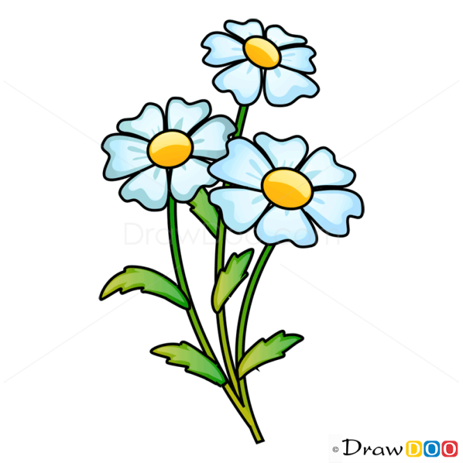 How to Draw Camomile, Flowers