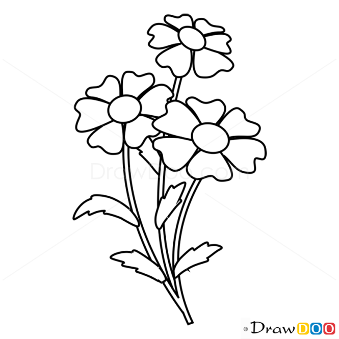 How to Draw Camomile, Flowers