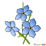 How to Draw Forget-me-not, Flowers