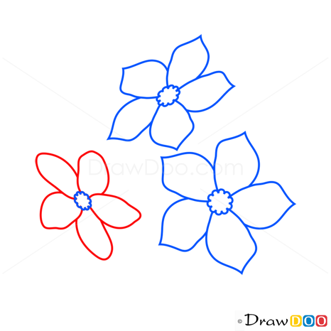 How to Draw Forget-me-not, Flowers