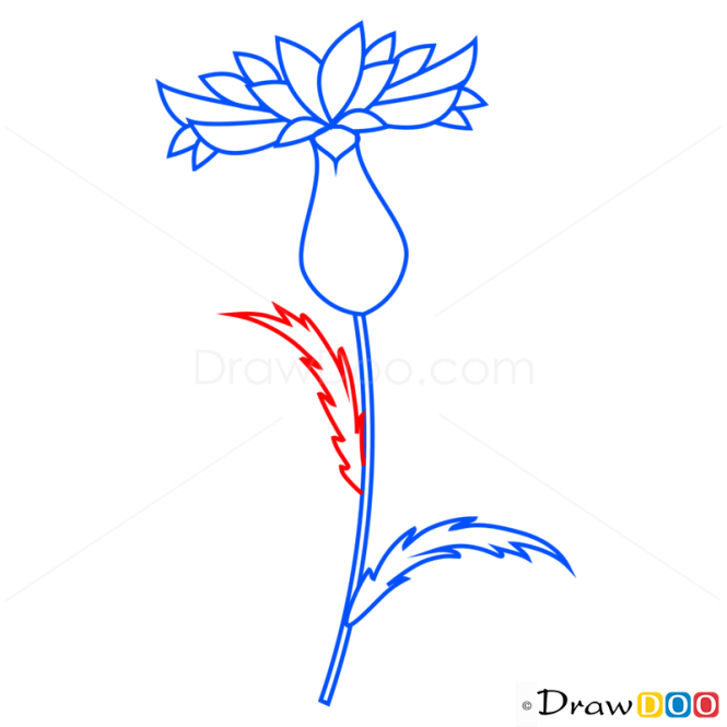 How to Draw Knapweed, Flowers