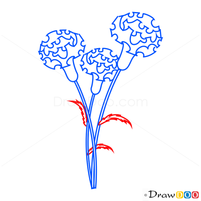 How to Draw Carnation, Flowers