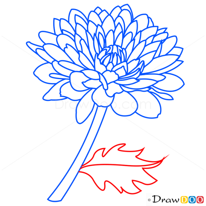 How to Draw Peony, Flowers