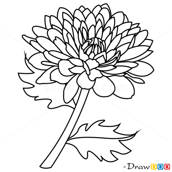 How to Draw Peony, Flowers