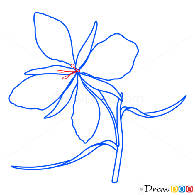 How to Draw Orchid, Flowers