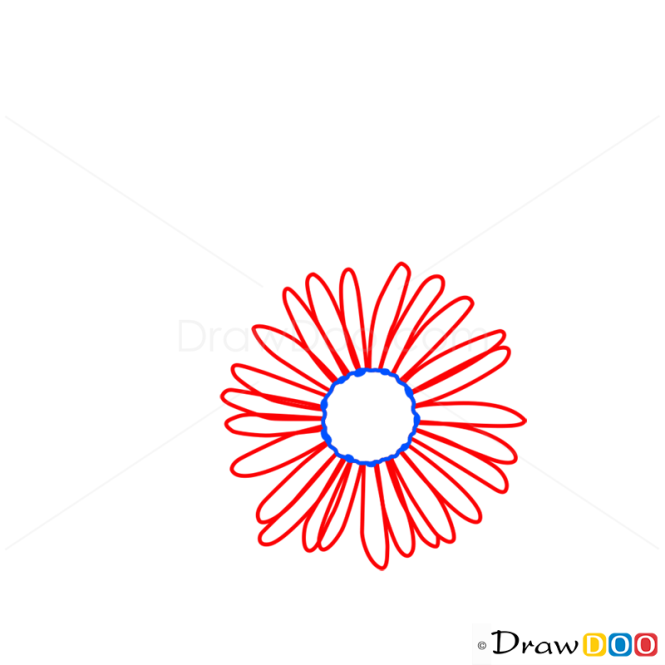 How to Draw Aster, Flowers