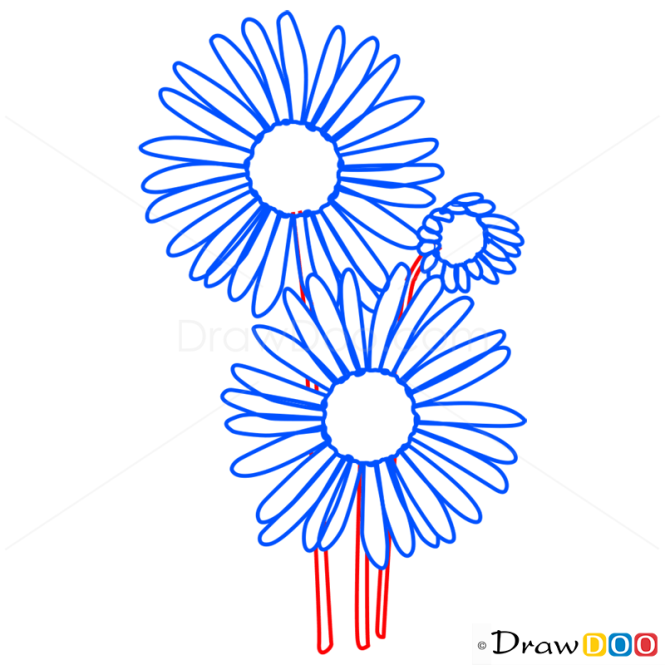 How to Draw Aster, Flowers
