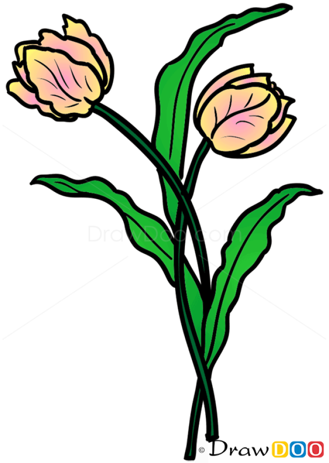 How to Draw 2 Tulips, Flowers