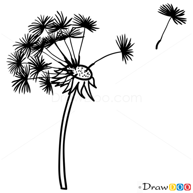 How to Draw Blowball, Flowers