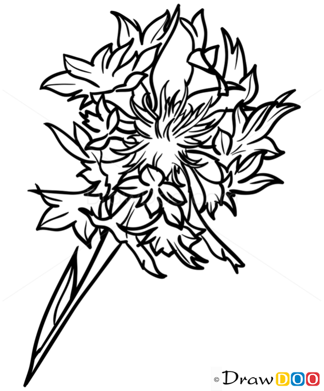 How to Draw Cornflower, Flowers