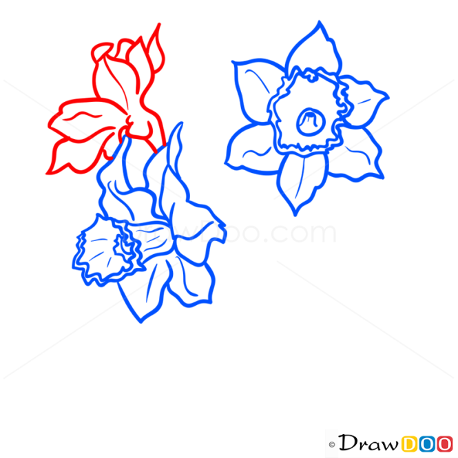 How to Draw Daffodils, Flowers