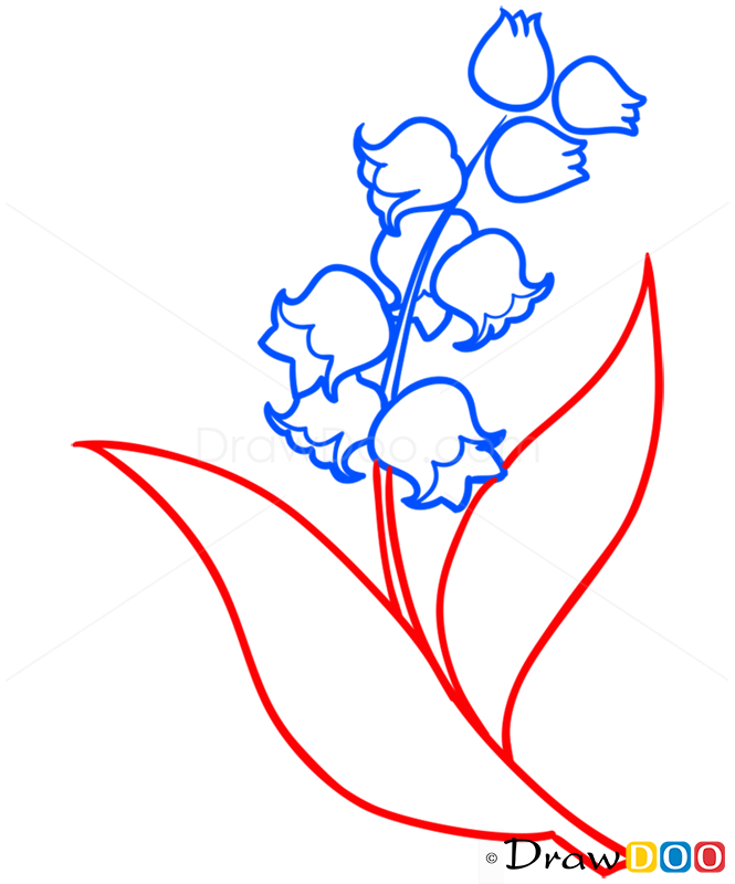 How to Draw Lily of Valley, Flowers