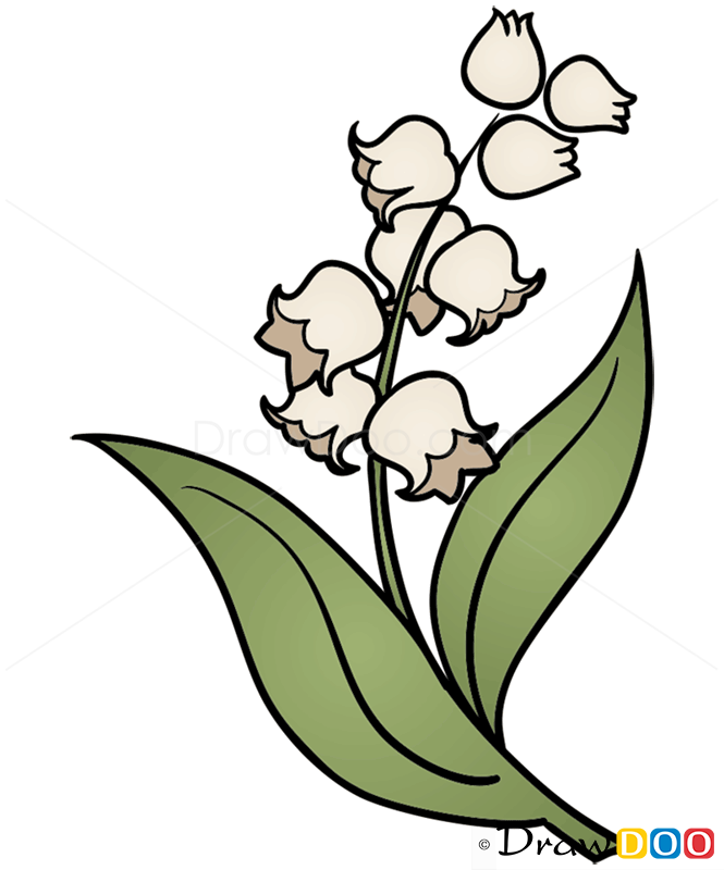 how to draw lily of valley flowers