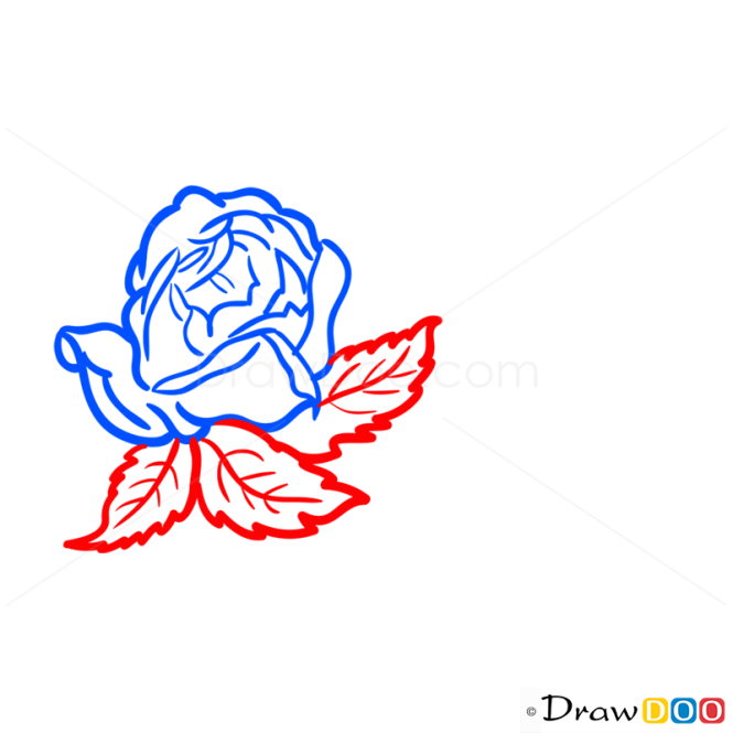 How to Draw Rose, Flowers