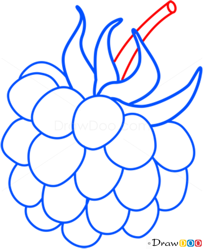How to Draw Raspberry, Fruits