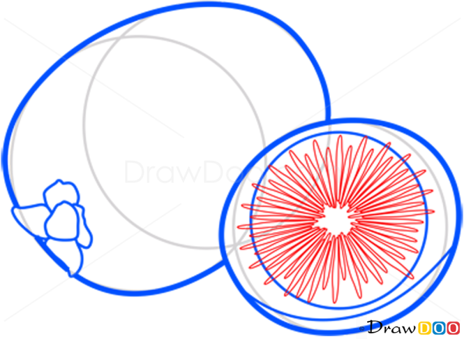 How to Draw Kiwi, Fruits